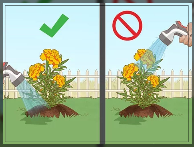 how to grow marigolds