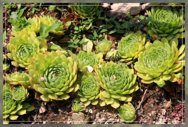 planting hens and chicks 