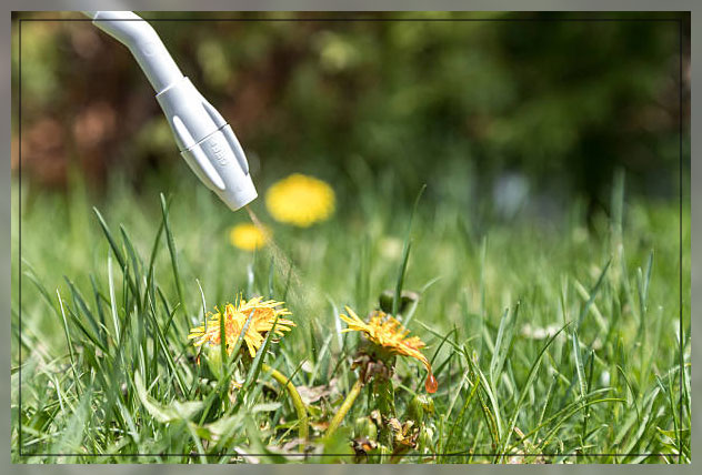 looking at how herbicides work