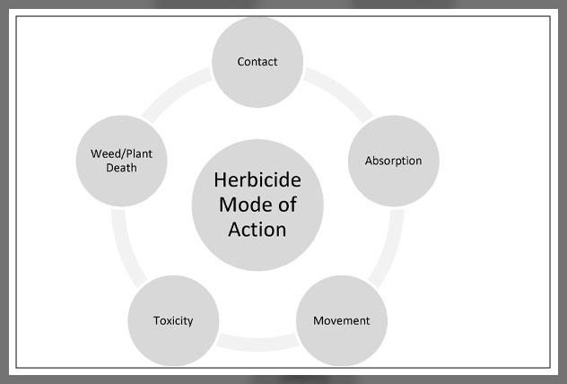 keeping weed in control