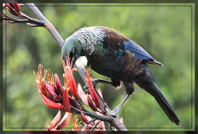 growing your bird seeds