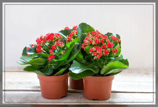 leading heat tolerant plants