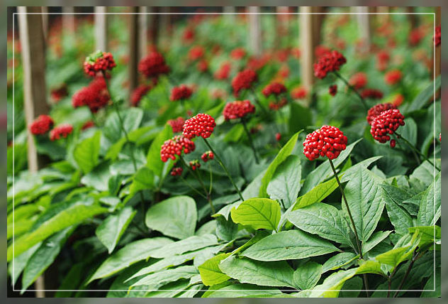 korean ginseng
