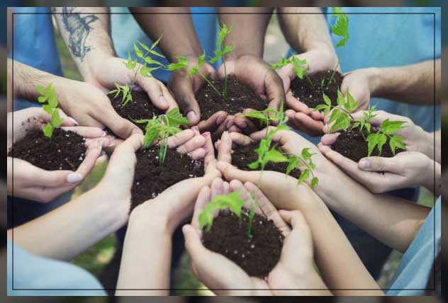 plant trees seedlings
