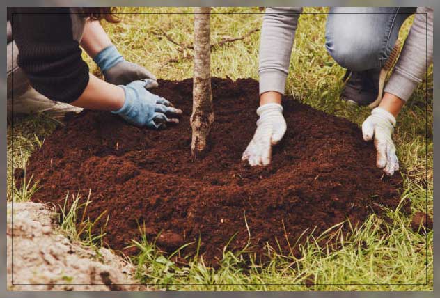 caring after plant trees