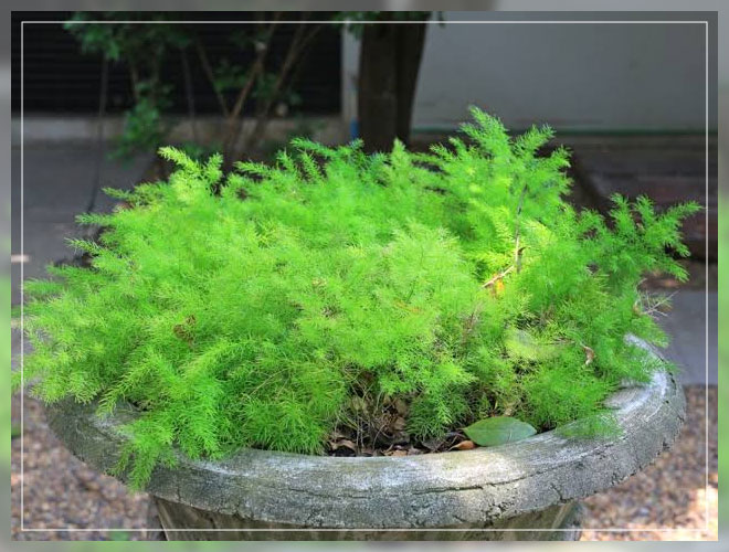 potting and repotting