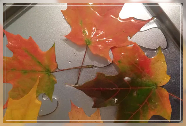preserving fall leaves