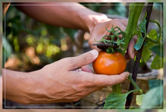 preventing green shoulders in ripe tomatoes
