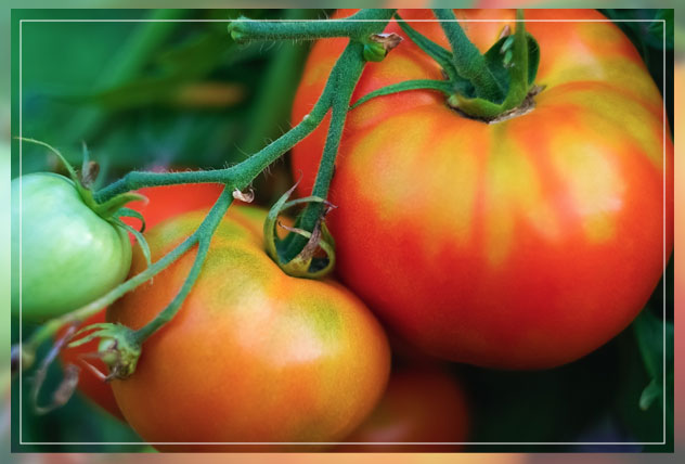 ripe tomatoes with green ends