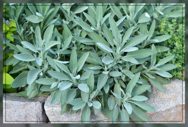 sage is a heat tolerant plant 