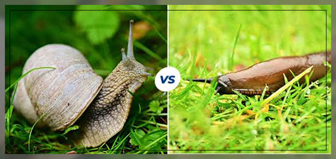 slugs and snails 1