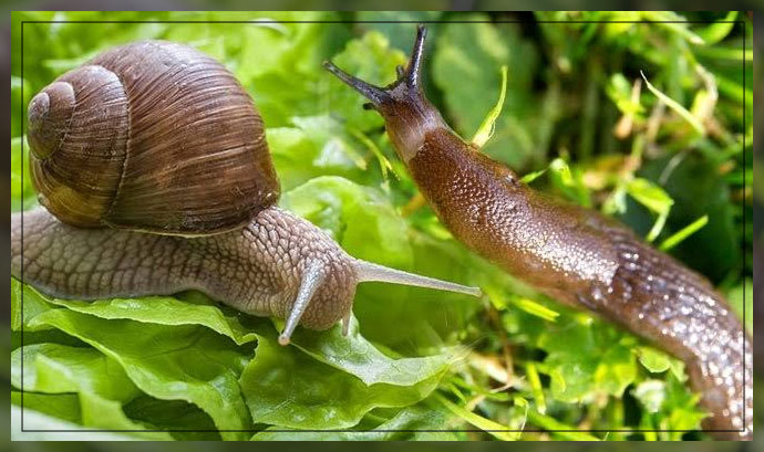 slugs and snails