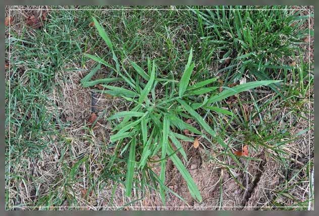 weed plants, crabgrass