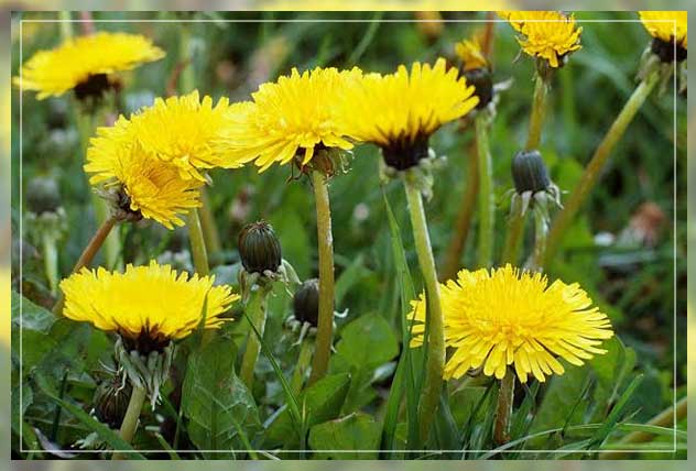 weed plants, dandelions