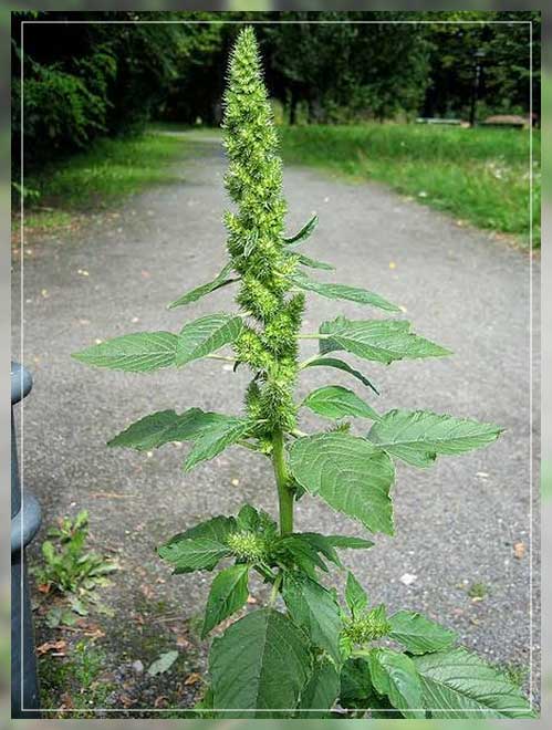 weed plants, pigweed