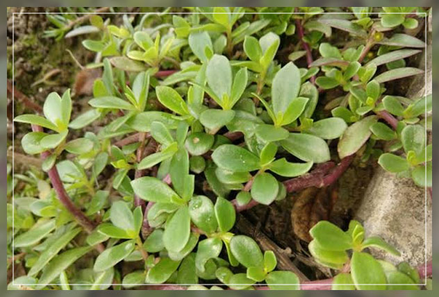 weed plants, purslane