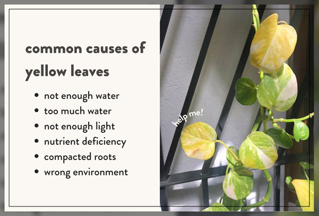 yellow leaves causes