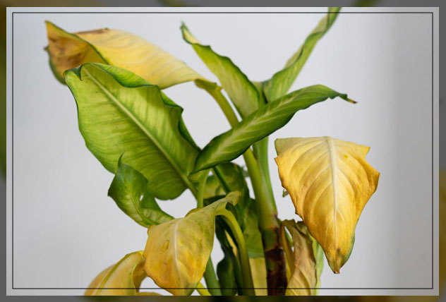 underwatering plants