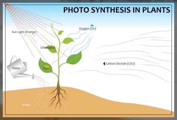 Carbon Dioxide: Its Importance For a Plant - Al Ardh Alkhadra
