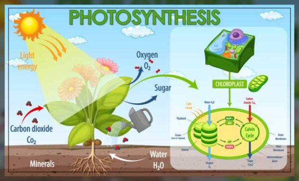 Carbon Dioxide: Its Importance For a Plant - Al Ardh Alkhadra