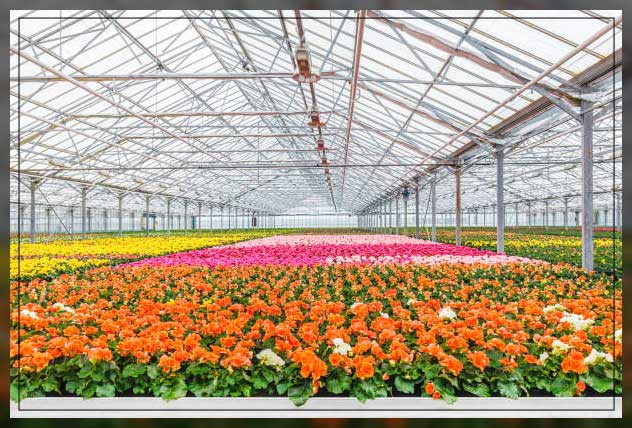 Plant Nursery: Its Importance and Types - Al Ardh Alkhadra