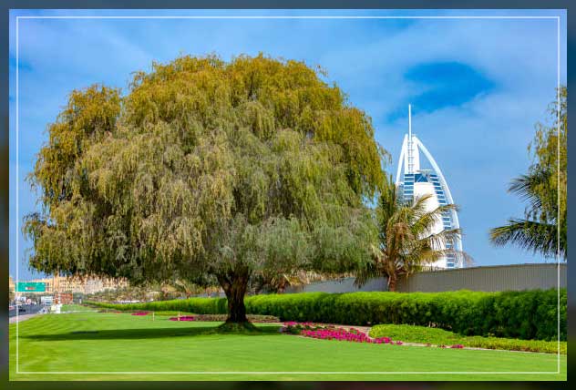 Trees in UAE 3