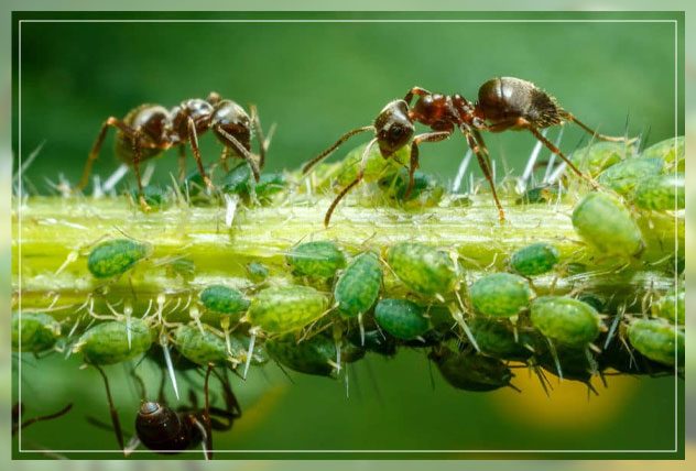 ants in gardens