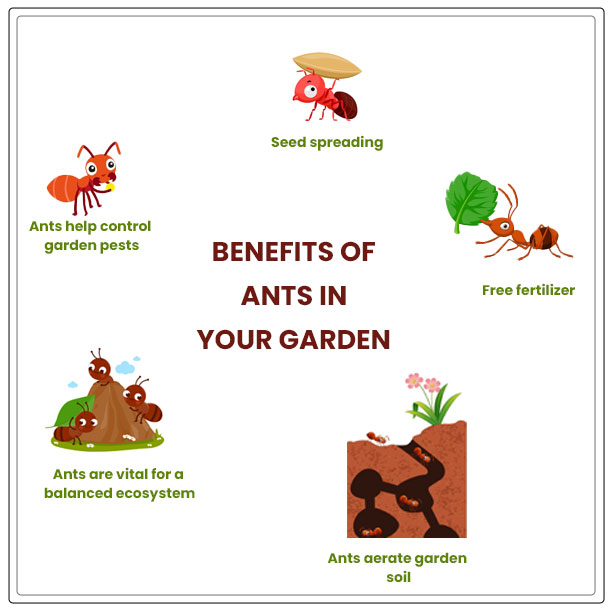 benefits of having ants in gardens
