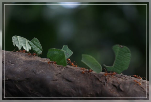 do ants create a nuisance?