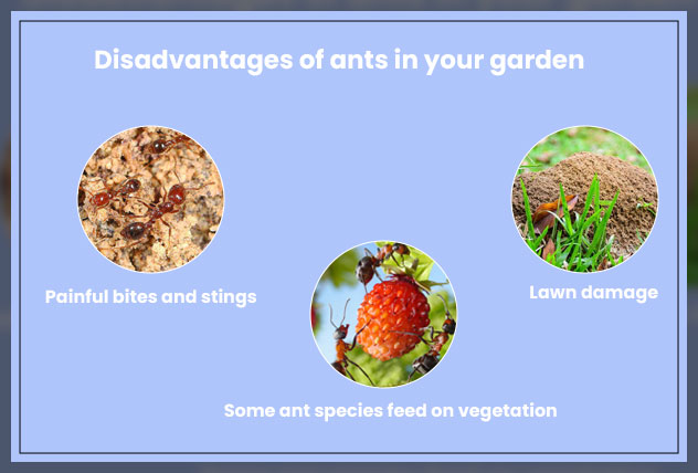 disadvantages of having ants