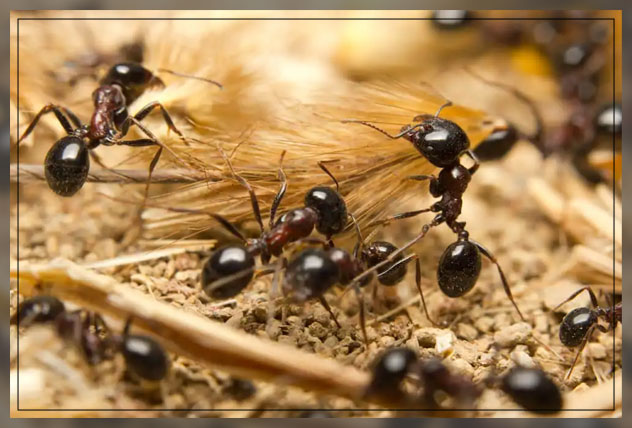 how ants can make an impact