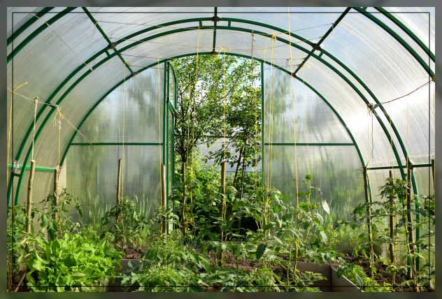 assessing your garden for microclimate 