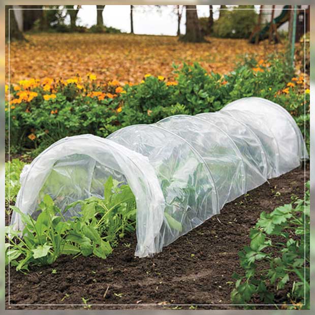 the emphasis on microclimate 