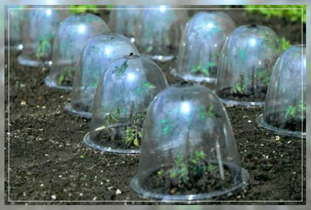 gardening with microclimate dynamics