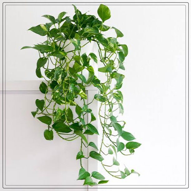 golden pothos 1
