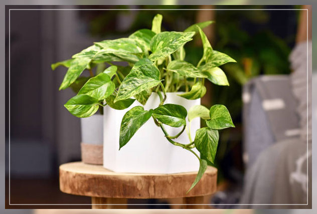 golden pothos