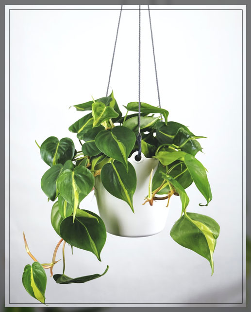 hanging plants