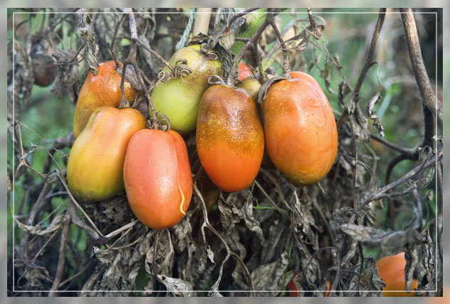 saving late blight seed