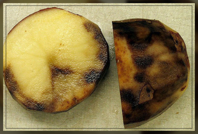 saving late blight food