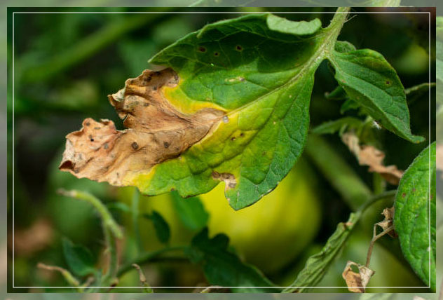 preventing infection