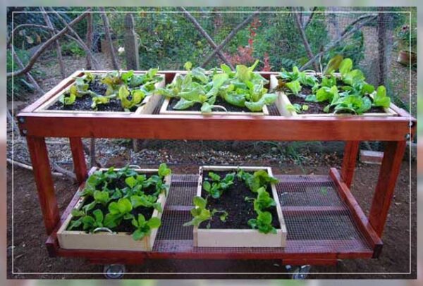 Making a Salad Table - Al Ardh Alkhadra