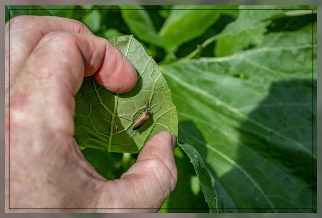 adapting handpicking