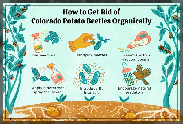 organic pest control elements