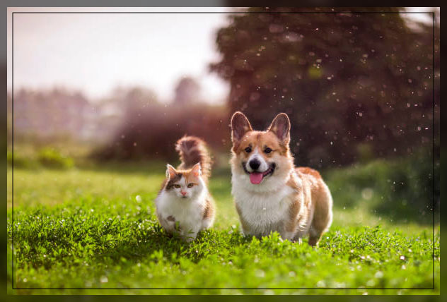 focusing on pet-friendly gardens