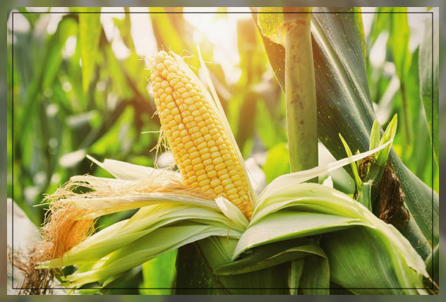 enjoy home-grown veggies