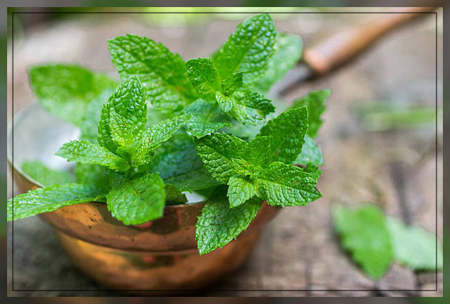 adapting the best ways to see plants shine