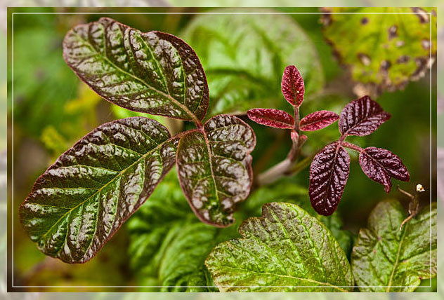 poison oak 1