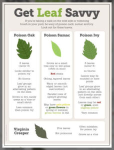 Poison Oak: Plant Profile, Identification, Rash, and More - AAAKSC
