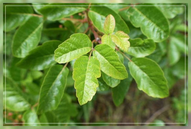poison oak