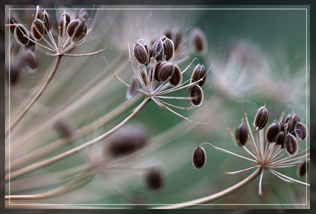 open pollinated seed storage